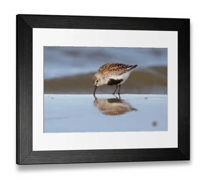 Framed Print : Dunlin (Calidris alpina) foraging along the shoreline, Texel, The Netherlands Framed Print : Dunlin (Calidris alpina) foraging along the shoreline, Texel, The Netherlands