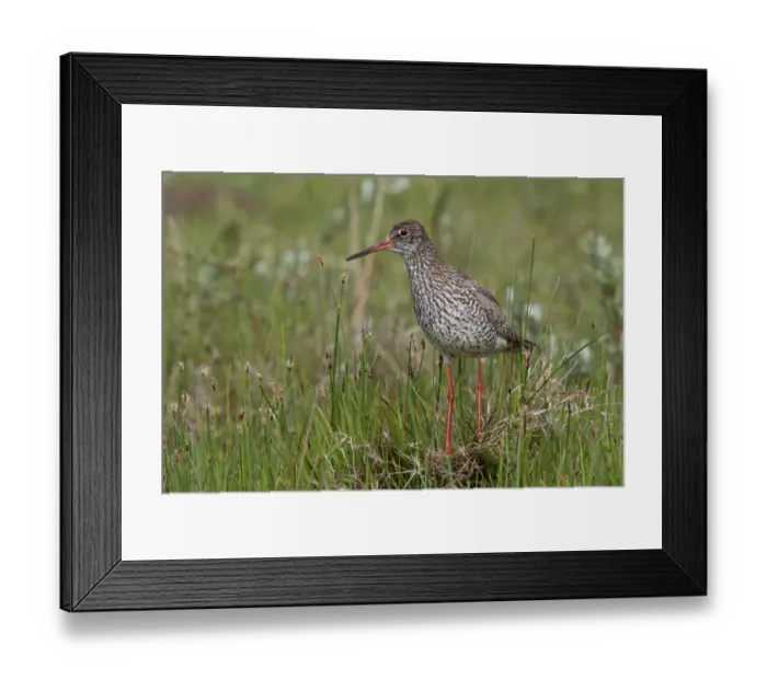 Framed Print : Common Redshank (Tringa totanus) standing amidst vegetation, Texel, De Muy, The Netherlands Framed Print : Common Redshank (Tringa totanus) standing amidst vegetation, Texel, De Muy, The Netherlands