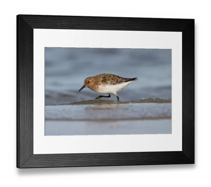Framed Print : Sanderling (Calidris alba) foraging along the shoreline, Texel, The Netherlands Framed Print : Sanderling (Calidris alba) foraging along the shoreline, Texel, The Netherlands