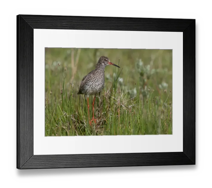 Framed Print : Common Redshank (Tringa totanus) standing amidst vegetation, Texel, De Muy, The Netherlands Framed Print : Common Redshank (Tringa totanus) standing amidst vegetation, Texel, De Muy, The Netherlands