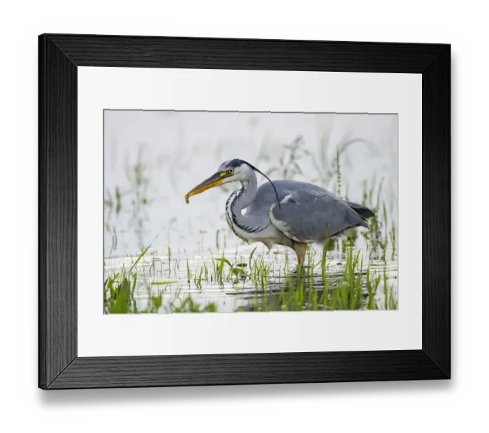 Framed Print : Grey Heron (Ardea Cinerea) caught a small fish, Zwolle, Overijssel, The Netherlands Framed Print : Grey Heron (Ardea Cinerea) caught a small fish, Zwolle, Overijssel, The Netherlands