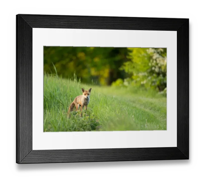 Framed Print : Fox on grassy bank of reservoir, Woodberry Wetlands, London, UK Framed Print : Fox on grassy bank of reservoir, Woodberry Wetlands, London, UK