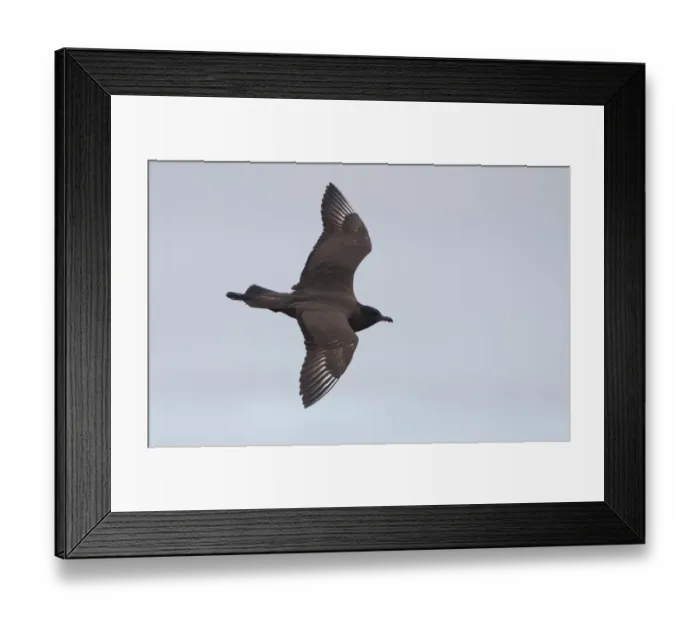 Framed Print : Pomarine Skua flying on the tundra, North Slope, Point Barrow, Alaska, United States Framed Print : Pomarine Skua flying on the tundra, North Slope, Point Barrow, Alaska, United States