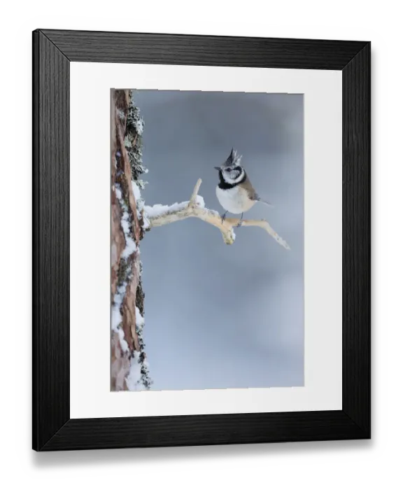 Framed Print : Crested tit on snowy branch of Caledonian Pine tree, Cairngorms, Scotland Framed Print : Crested tit on snowy branch of Caledonian Pine tree, Cairngorms, Scotland