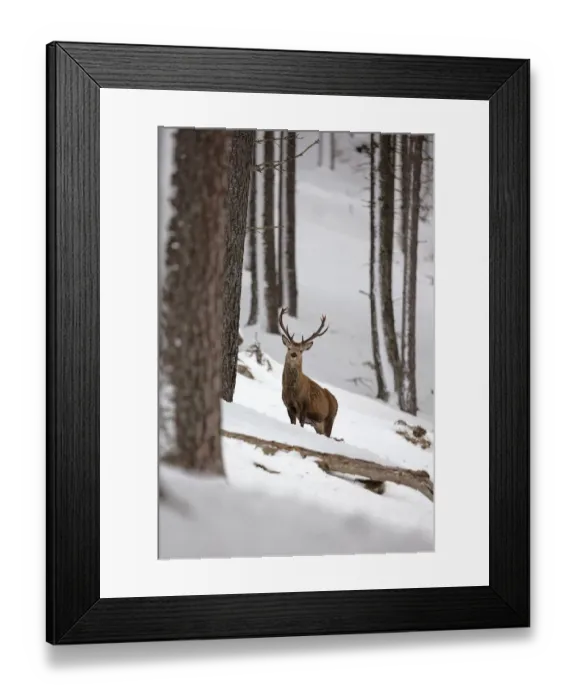 Framed Print : Red deer stag peering through trees in winter, Cairngorms, Scotland Framed Print : Red deer stag peering through trees in winter, Cairngorms, Scotland