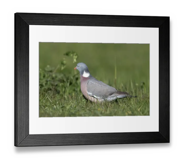 Framed Print : Wood Pigeon (Columba palumbus) foraging on vegetation, polder Arkemheen, The Netherlands Framed Print : Wood Pigeon (Columba palumbus) foraging on vegetation, polder Arkemheen, The Netherlands
