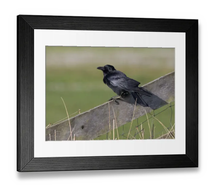 Framed Print : Carrion Crow (Corvus corone) on lookout, polder Arkemheen, The Netherlands Framed Print : Carrion Crow (Corvus corone) on lookout, polder Arkemheen, The Netherlands