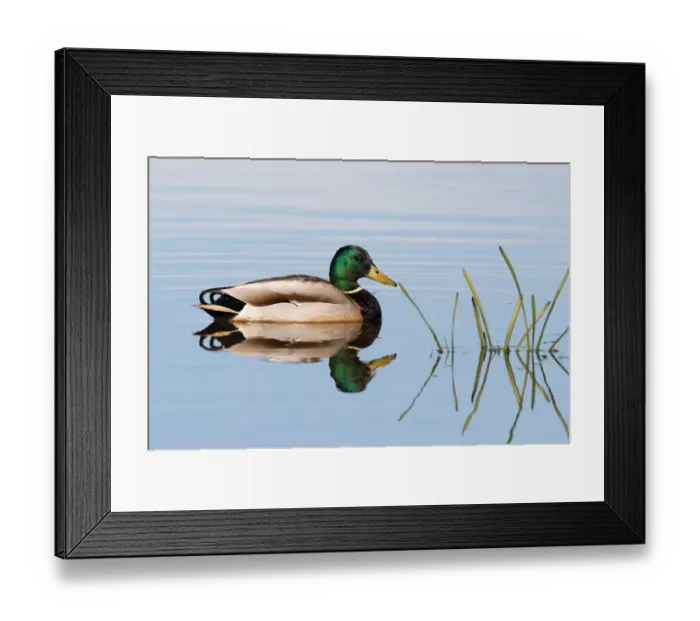 Framed Print : Mallard (Anas platyrhynchos) drake in the water in reflection, polder Arkemheen, The Netherlands Framed Print : Mallard (Anas platyrhynchos) drake in the water in reflection, polder Arkemheen, The Netherlands