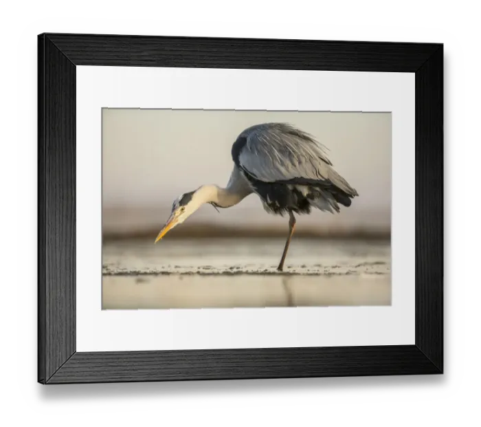 Framed Print : Grey Heron (Ardea Cinera) hunting in shallow water, Kiskunsagi National Park, Bacs-Kiskun, Hungary Framed Print : Grey Heron (Ardea Cinera) hunting in shallow water, Kiskunsagi National Park, Bacs-Kiskun, Hungary