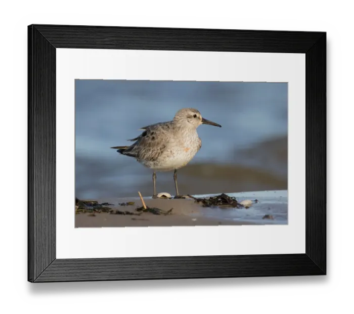 Framed Print : Red Knot (Calidris canutus) standing on shoreline, Texel, The Netherlands Framed Print : Red Knot (Calidris canutus) standing on shoreline, Texel, The Netherlands