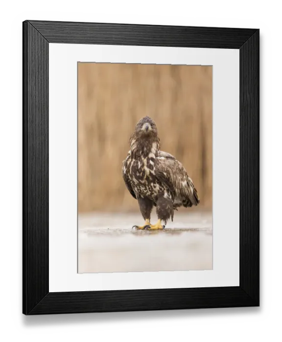 Framed Print : Sub-adult White-tailed Eagle (Haliaeetus albicilla) on a frozen lake, Kiskunsagi National Park, Bacs-Kiskun, Hungary Framed Print : Sub-adult White-tailed Eagle (Haliaeetus albicilla) on a frozen lake, Kiskunsagi National Park, Bacs-Kiskun, Hungary