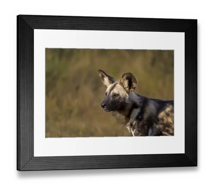 Framed Print : African Wild Dog (Lycaon pictus) standing portrait, Kwazula-Natal, South-Africa Framed Print : African Wild Dog (Lycaon pictus) standing portrait, Kwazula-Natal, South-Africa