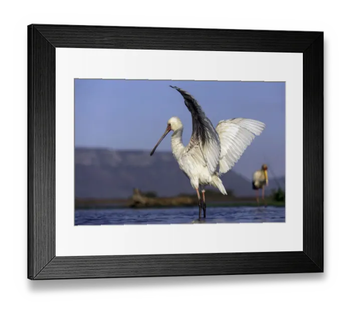 Framed Print : African spoonbill (Platalea alba) stretching out, Mkuze, Kwazula-Natal, South-Africa Framed Print : African spoonbill (Platalea alba) stretching out, Mkuze, Kwazula-Natal, South-Africa