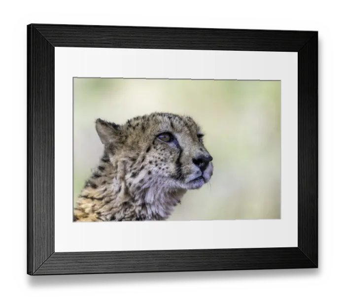 Framed Print : Cheetah (Acinonyx jubatus) portrait, Mkuze, Kwazula-Natal, South-Africa Framed Print : Cheetah (Acinonyx jubatus) portrait, Mkuze, Kwazula-Natal, South-Africa