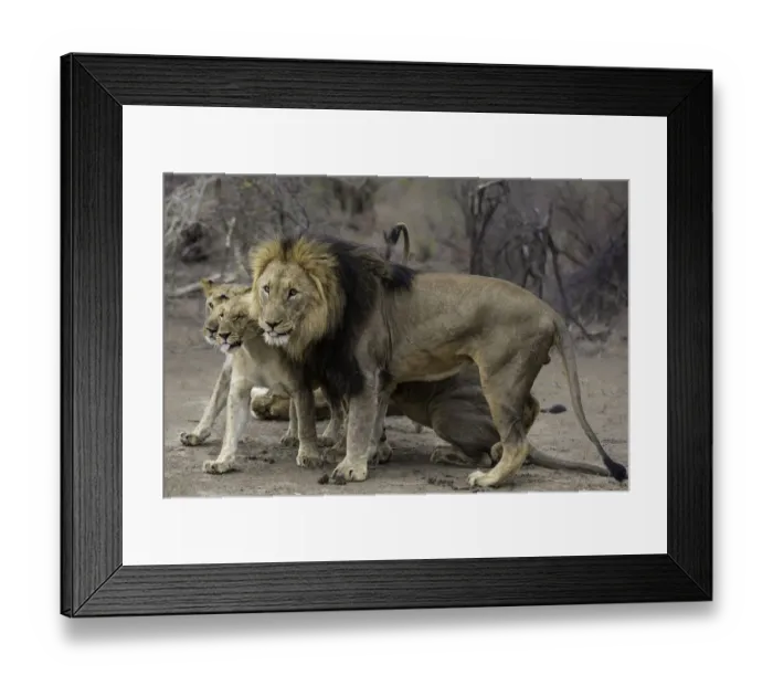 Framed Print : Lion (Panthera leo) pack standing, North West, South-Africa Framed Print : Lion (Panthera leo) pack standing, North West, South-Africa