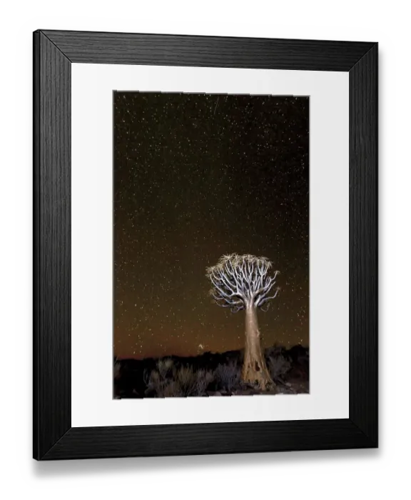 Framed Print : Quiver Tree (Aloe dichotoma) under the stars, Northern Cape, South-Africa Framed Print : Quiver Tree (Aloe dichotoma) under the stars, Northern Cape, South-Africa