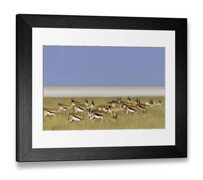 Framed Print : Springbok (Antidorcas marsupialis) standing in the field, Namibia Framed Print : Springbok (Antidorcas marsupialis) standing in the field, Namibia