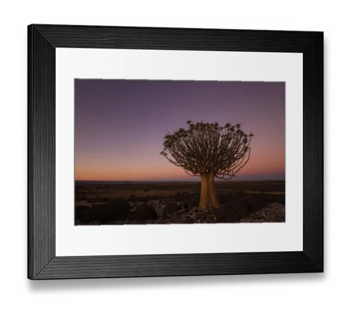 Framed Print : Quiver tree (Aloe dichotoma) standing in the field, Northern Cape, South-Africa Framed Print : Quiver tree (Aloe dichotoma) standing in the field, Northern Cape, South-Africa