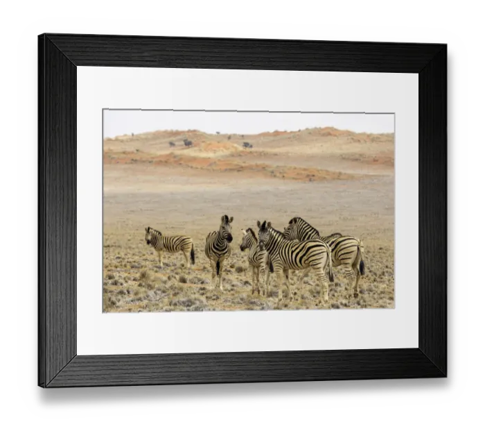 Framed Print : Zebra (Equus quagga) standing in the field, Namibia Framed Print : Zebra (Equus quagga) standing in the field, Namibia