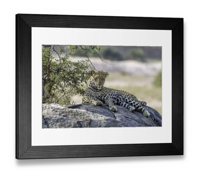 Framed Print : Leopard (Panthera pardus) laying on a rock, Mpumalanga, South-Africa Framed Print : Leopard (Panthera pardus) laying on a rock, Mpumalanga, South-Africa