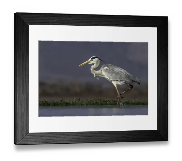 Framed Print : Grey heron (Ardea cinerea) walking through the water, Mkuze, Kwazula-Natal, South-Africa Framed Print : Grey heron (Ardea cinerea) walking through the water, Mkuze, Kwazula-Natal, South-Africa
