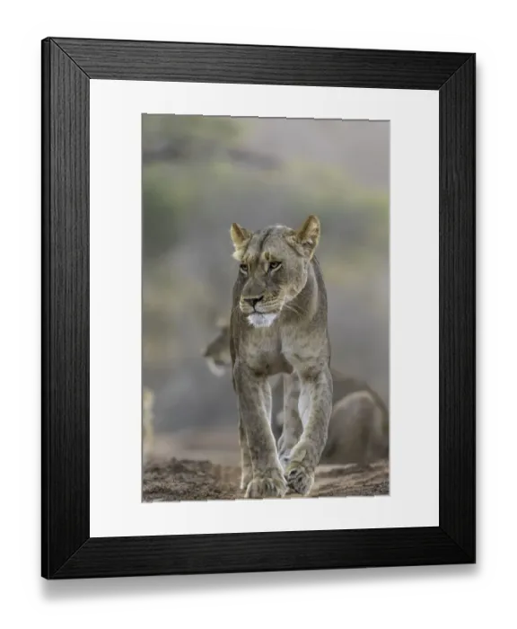 Framed Print : Lion (Panthera leo) walking on a path, Mkuze, Kwazula-Natal, South-Africa Framed Print : Lion (Panthera leo) walking on a path, Mkuze, Kwazula-Natal, South-Africa