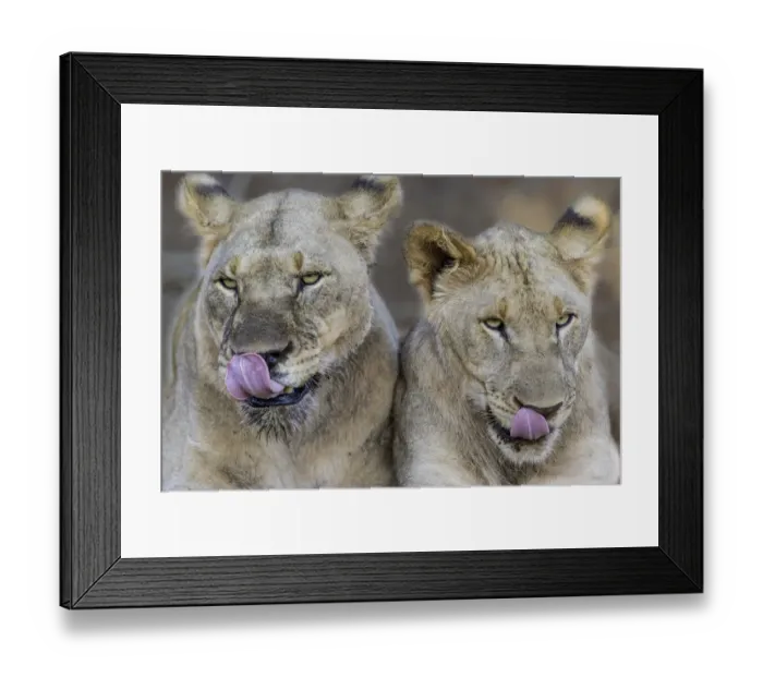 Framed Print : Lion (Panthera leo) laying near each other, North West, South-Africa Framed Print : Lion (Panthera leo) laying near each other, North West, South-Africa