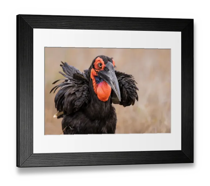 Framed Print : Southern Ground-hornbill (Bucorvus leadbeateri) foraging in dry grass, Kruger Naational Park, Mpumalanga, South Africa Framed Print : Southern Ground-hornbill (Bucorvus leadbeateri) foraging in dry grass, Kruger Naational Park, Mpumalanga, South Africa