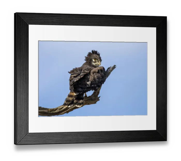Framed Print : Black-chested Snake Eagle (Circaetus pectoralis) sitting on a branch and looking backwards, Kgalagadi Transfrontier Park, Northern Cape, South Africa Framed Print : Black-chested Snake Eagle (Circaetus pectoralis) sitting on a branch and looking backwards, Kgalagadi Transfrontier Park, Northern Cape, South Africa