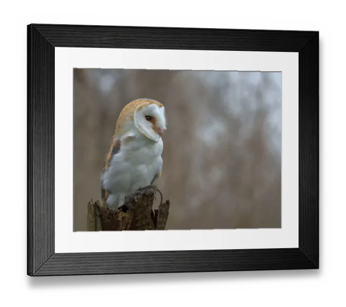 Framed Print : Barn Owl (Tyto Alba) with caught mouse perched on treestump, Kamperveen, Overijssel, The Netherlands Framed Print : Barn Owl (Tyto Alba) with caught mouse perched on treestump, Kamperveen, Overijssel, The Netherlands