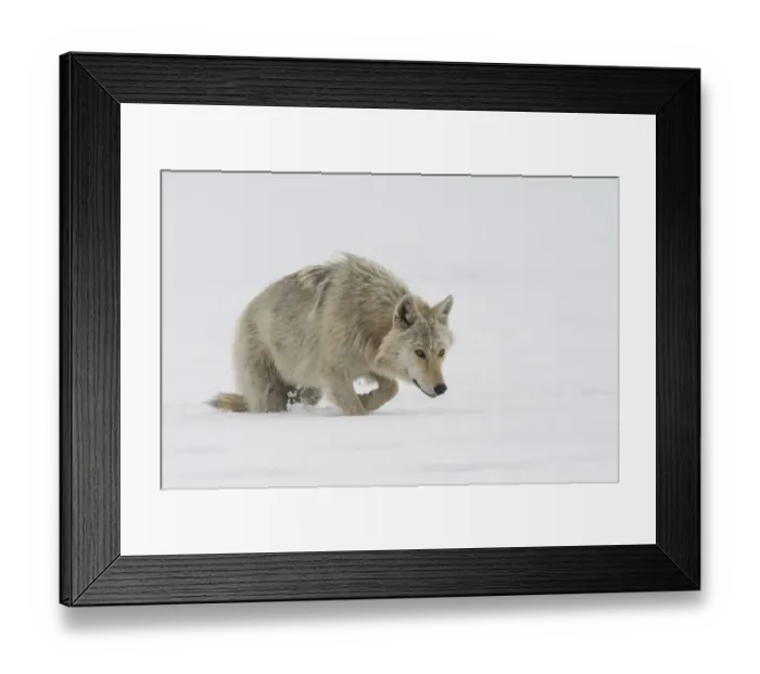 Framed Print : Wolf (Canis lupus) walking through deep snow looking for prey, Finland Framed Print : Wolf (Canis lupus) walking through deep snow looking for prey, Finland