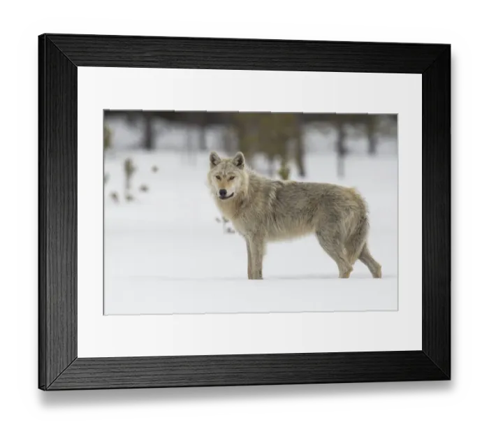 Framed Print : Wolf standing in the snow look to the camera, Finland Framed Print : Wolf standing in the snow look to the camera, Finland