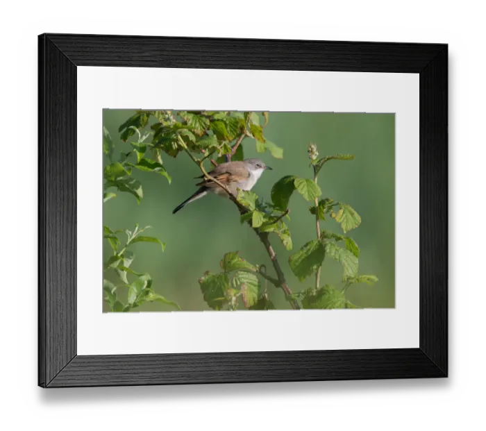 Framed Print : Common Whitethroat (Sylvia communis) perched on a branch amidst vegetation, Gelderland, The Netherlands Framed Print : Common Whitethroat (Sylvia communis) perched on a branch amidst vegetation, Gelderland, The Netherlands