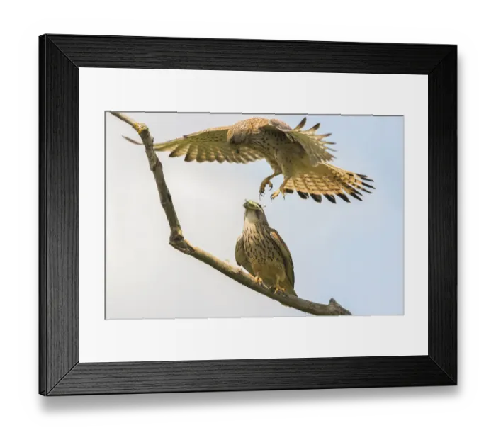 Framed Print : Common Kestrel (falco tinnunculus) female hovering above male before exchanging prey, Hungary Framed Print : Common Kestrel (falco tinnunculus) female hovering above male before exchanging prey, Hungary