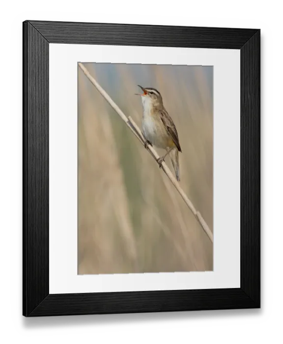 Framed Print : Sedge Warbler (Acrocephalus schoenobaenus) singing on a reed stalk, Lauwersmeer, Ezumakeeg, The Netherlands Framed Print : Sedge Warbler (Acrocephalus schoenobaenus) singing on a reed stalk, Lauwersmeer, Ezumakeeg, The Netherlands