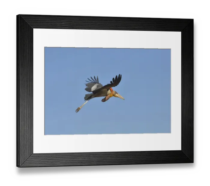 Framed Print : Greater Adjutant (Leptoptilos dubius) adult in flight over a garbage dump against a blue sky, Guwahati, Assam, India Framed Print : Greater Adjutant (Leptoptilos dubius) adult in flight over a garbage dump against a blue sky, Guwahati, Assam, India