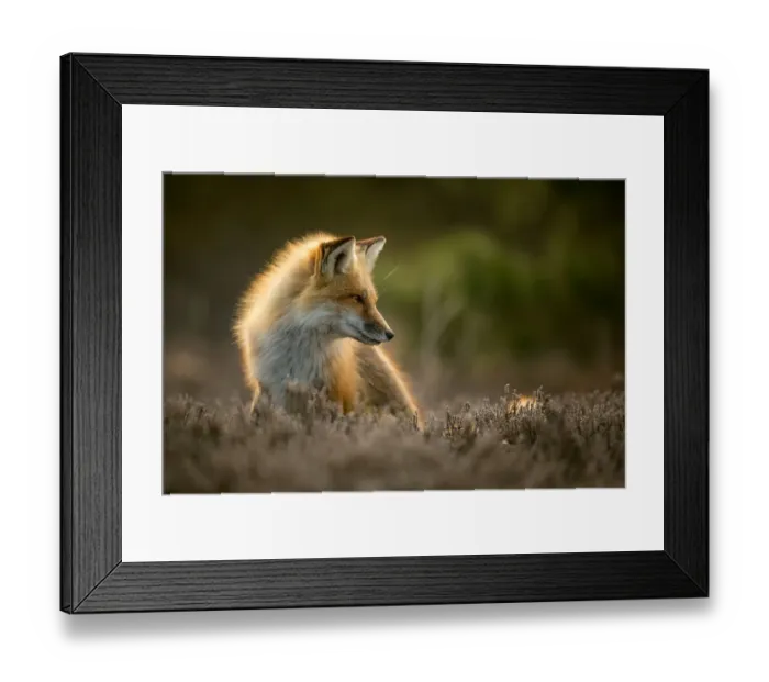 Framed Print : Red fox (Vulpes vulpes) posing in backlit light in Island Beach State Park, New Jersey, USA Framed Print : Red fox (Vulpes vulpes) posing in backlit light in Island Beach State Park, New Jersey, USA