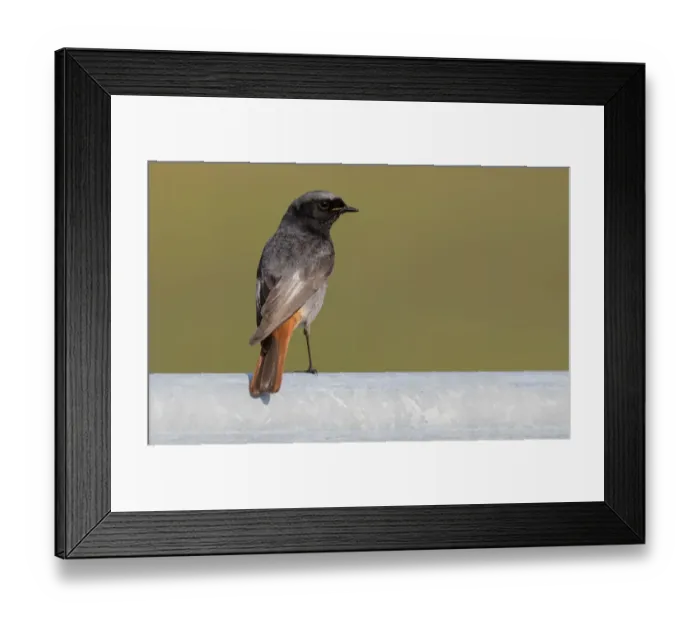 Framed Print : Male Black redstart (Phoenicurus ochruros) perched on a fence, Lauwersmeer, Lauwersoog, The Netherlands Framed Print : Male Black redstart (Phoenicurus ochruros) perched on a fence, Lauwersmeer, Lauwersoog, The Netherlands