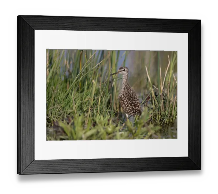 Framed Print : Wood Sandpiper (Tringa glareola) standing amidst vegetation, Lauwersmeer, Ezumakeeg, The Netherlands Framed Print : Wood Sandpiper (Tringa glareola) standing amidst vegetation, Lauwersmeer, Ezumakeeg, The Netherlands