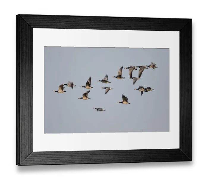 Framed Print : Barnacle Goose (Branta leucopsis) large group in flight against the sky, Lauwersmeer, Ezumakeeg, The Netherlands Framed Print : Barnacle Goose (Branta leucopsis) large group in flight against the sky, Lauwersmeer, Ezumakeeg, The Netherlands