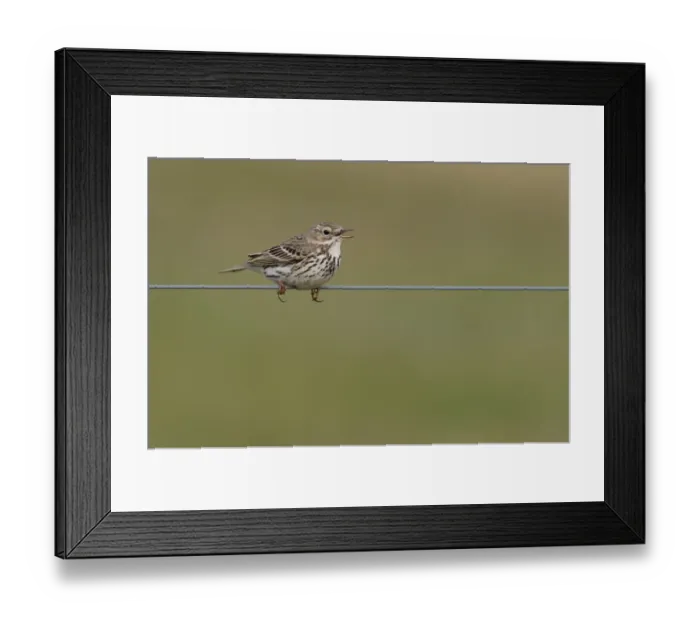 Framed Print : Meadow Pipit (Anthus pratensis) singing on a wire, Lauwersmeer Bantpolder, The Netherlands Framed Print : Meadow Pipit (Anthus pratensis) singing on a wire, Lauwersmeer Bantpolder, The Netherlands