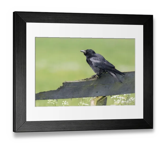Framed Print : Carrion Crow (Corvus corone) perched on a wooden fence, polder Arkemheen, The Netherlands Framed Print : Carrion Crow (Corvus corone) perched on a wooden fence, polder Arkemheen, The Netherlands