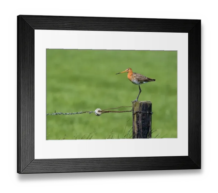 Framed Print : Black-tailed Godwit (Limosa Limosa) perched on a pole in farmersland, looking at camera, Overijssel, The Netherlands Framed Print : Black-tailed Godwit (Limosa Limosa) perched on a pole in farmersland, looking at camera, Overijssel, The Netherlands