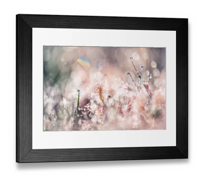 Framed Print : Abstract impression of Oblong-leafed sundew covered in morning dew, Beegderheide, Beegden, Limburg, The Netherlands Framed Print : Abstract impression of Oblong-leafed sundew covered in morning dew, Beegderheide, Beegden, Limburg, The Netherlands