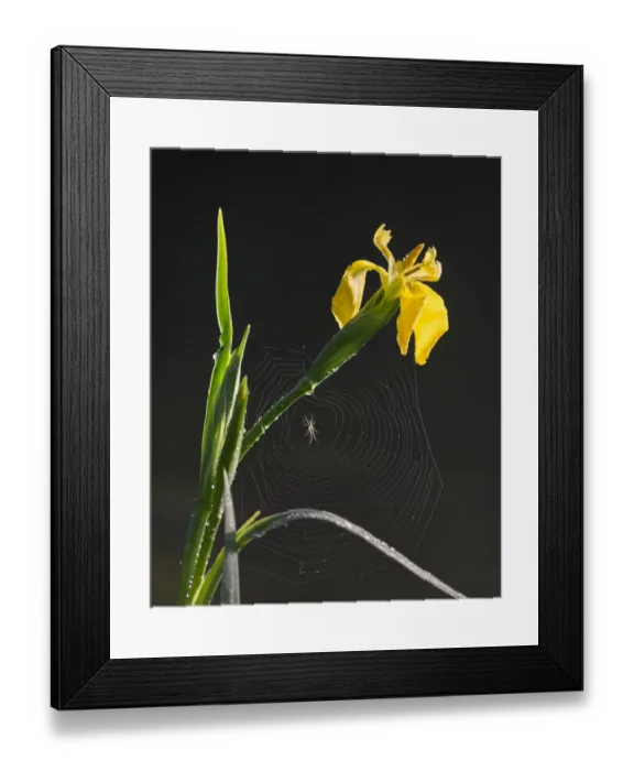 Framed Print : Back-lit Yellow Flag Iris (Iris pseudacorus) with European Grass Spider (Tetragnatha extensa) on web spanning dew-covered leaves and stems, Stover Country Park, Devon, United Kingdom Framed Print : Back-lit Yellow Flag Iris (Iris pseudacorus) with European Grass Spider (Tetragnatha extensa) on web spanning dew-covered leaves and stems, Stover Country Park, Devon, United Kingdom