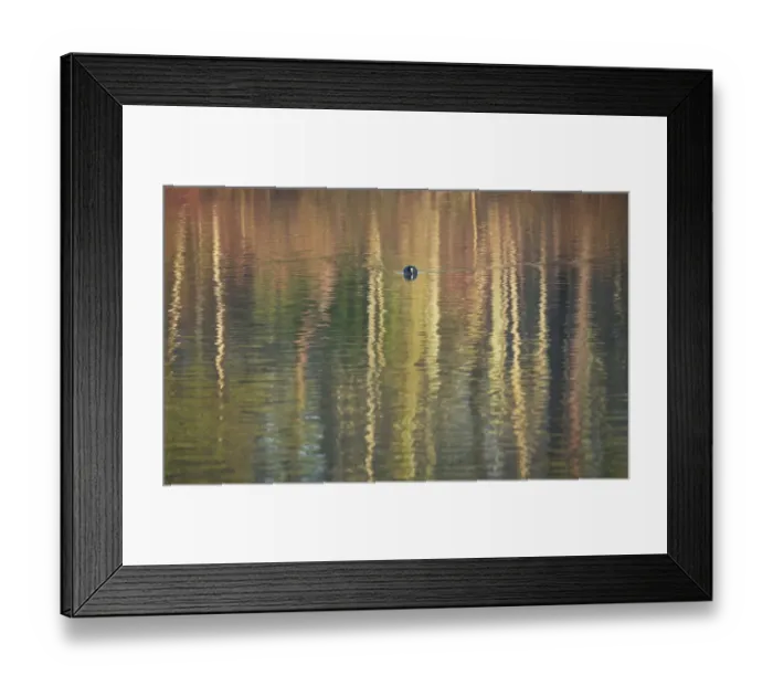 Framed Print : Coot (Fulica atra) swimming towards the viewer across the pattern formed by reflections of trees on the lake surface, Stover Country Park, Devon, England Framed Print : Coot (Fulica atra) swimming towards the viewer across the pattern formed by reflections of trees on the lake surface, Stover Country Park, Devon, England