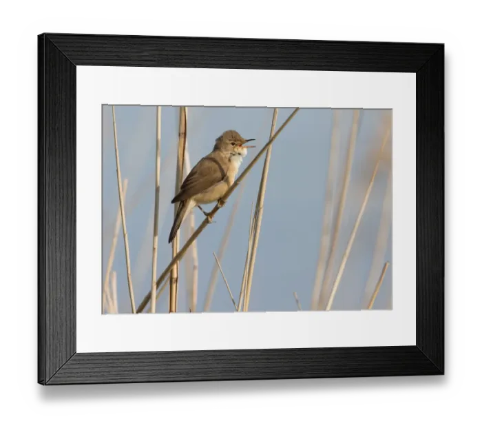 Framed Print : Eurasian Reed Warbler (Acrocephalus scirpaceus) singing on reed steng, Nuldernauw, Gelderland, The Netherlands Framed Print : Eurasian Reed Warbler (Acrocephalus scirpaceus) singing on reed steng, Nuldernauw, Gelderland, The Netherlands