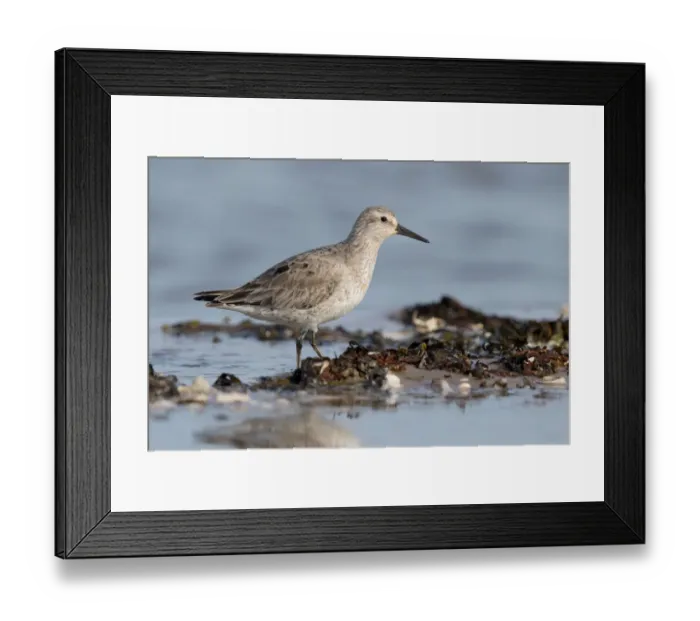 Framed Print : Red Knot (Calidris canutus) foraging on shoreline, Texel, The Netherlands Framed Print : Red Knot (Calidris canutus) foraging on shoreline, Texel, The Netherlands