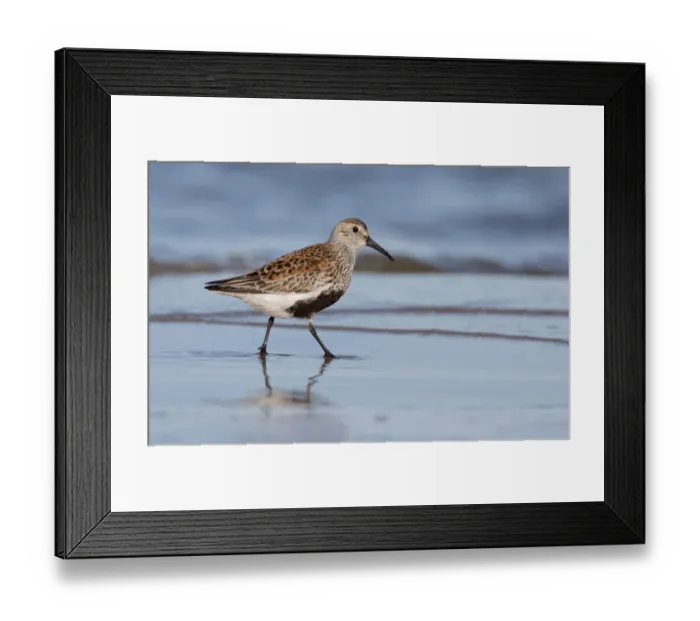 Framed Print : Dunlin (Calidris alpina) foraging along the schoreline, Texel, The Netherlands Framed Print : Dunlin (Calidris alpina) foraging along the schoreline, Texel, The Netherlands