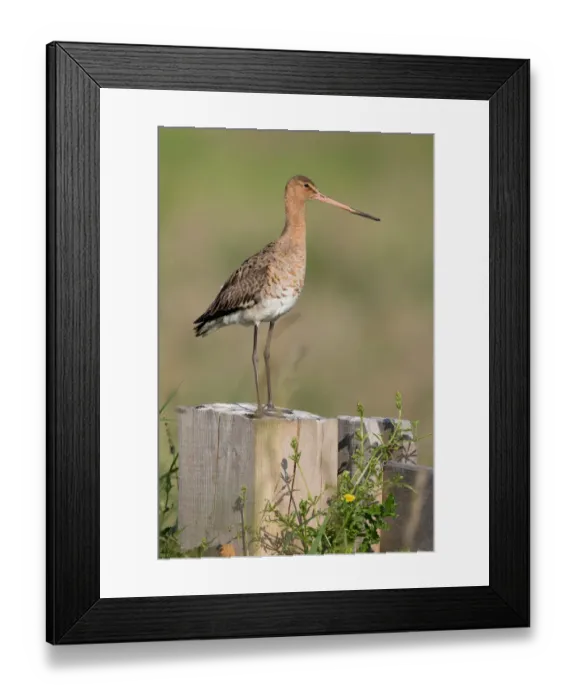 Framed Print : Black tailed Godwit (Limosa limosa) perched on a fence, polder Arkemheen, The Netherlands Framed Print : Black tailed Godwit (Limosa limosa) perched on a fence, polder Arkemheen, The Netherlands